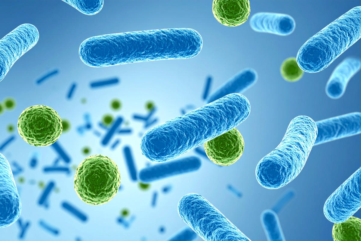 Impact of Prebiotics on Immune Response: From the Bench to the Clinic