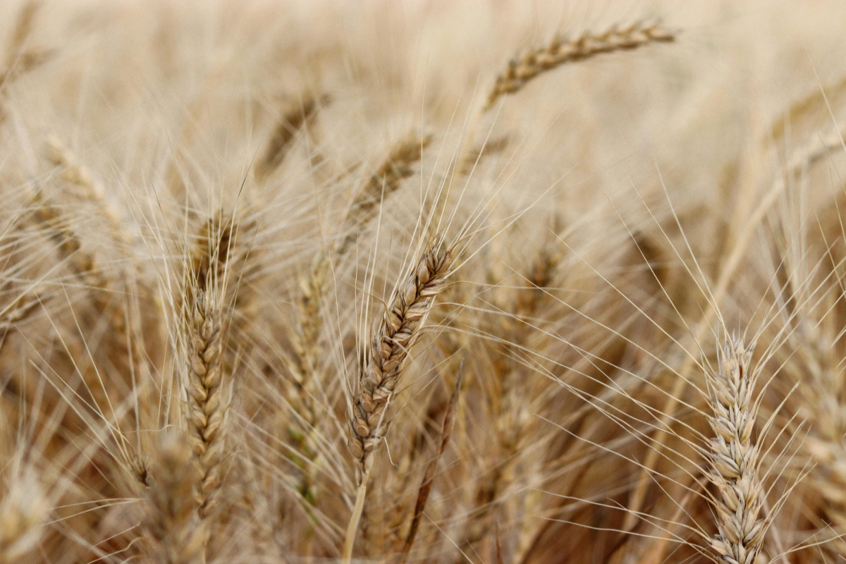 The Cereal Secret: Unlocking the Prebiotic Potential of Grains