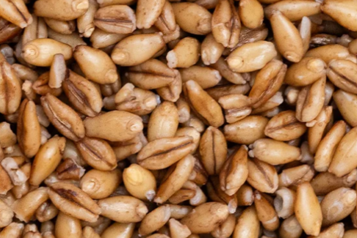 The Smart Carb: The Low-Glycaemic Power of BARLEYMAX